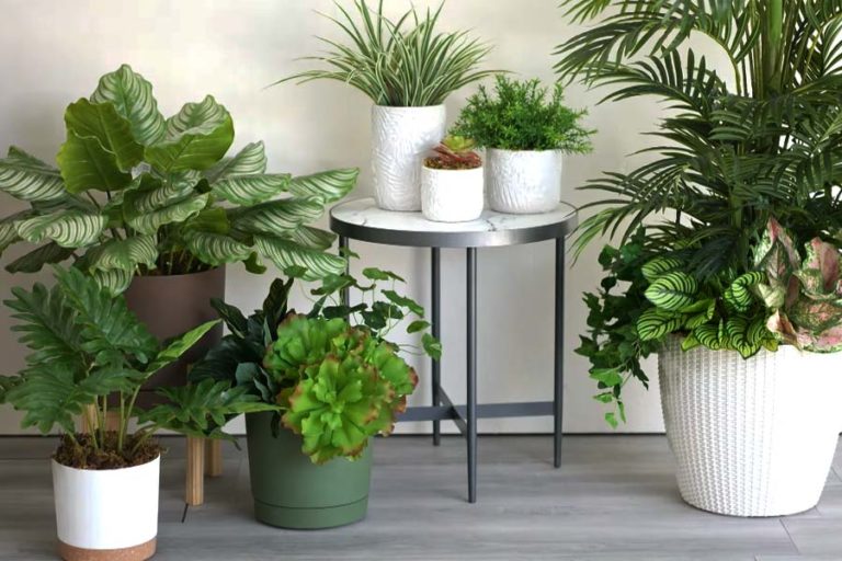 Top 5 Best Artificial Plants in NZ 2024