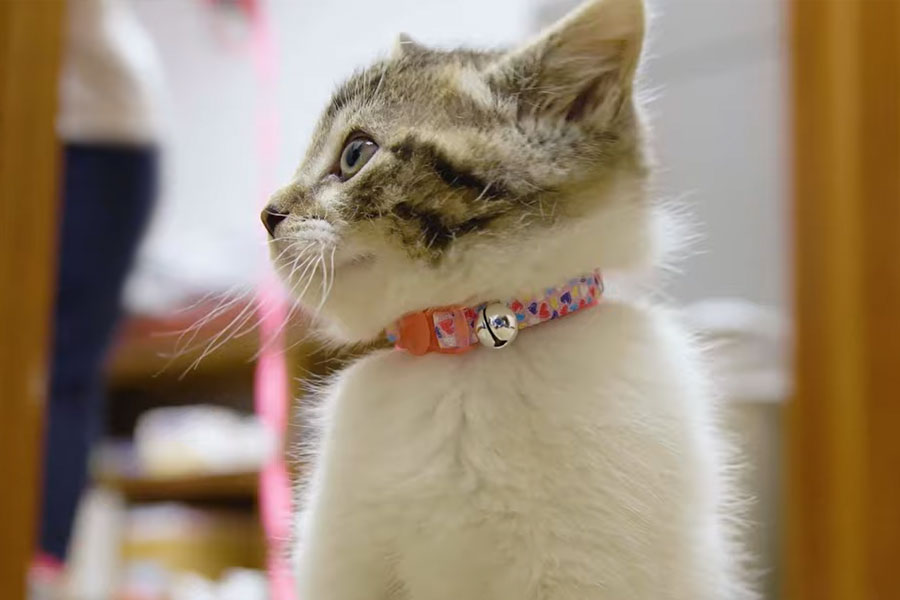 Best Cat Collar