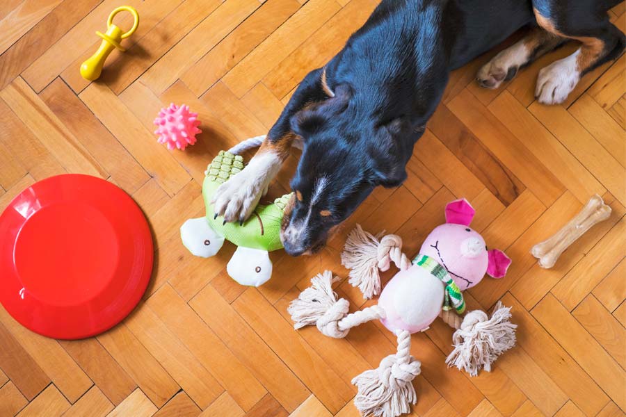 Best Dog Toys