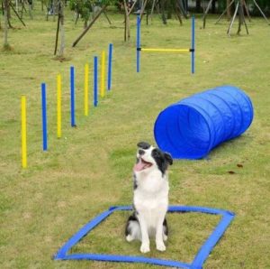 Dog Agility Equipment