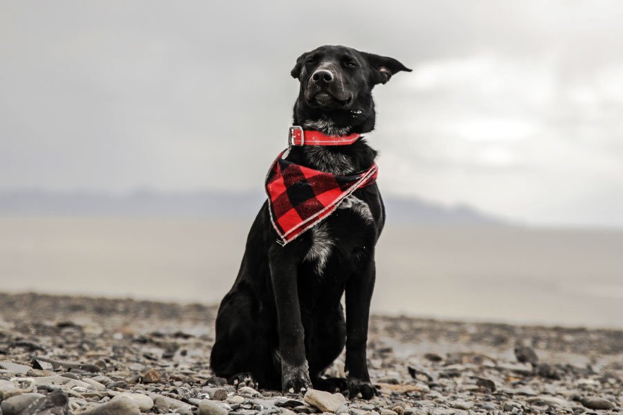 Best Dog Accessories