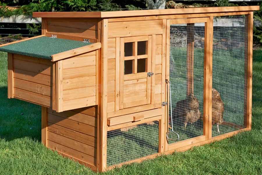 Best Chicken Coop